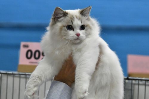 A Seal Lynx Bicolor Ragdoll kitten