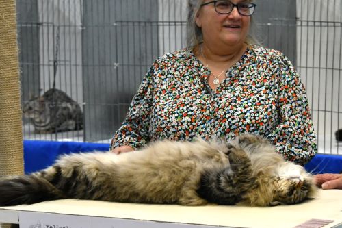 A cat relaxing on the judge's table